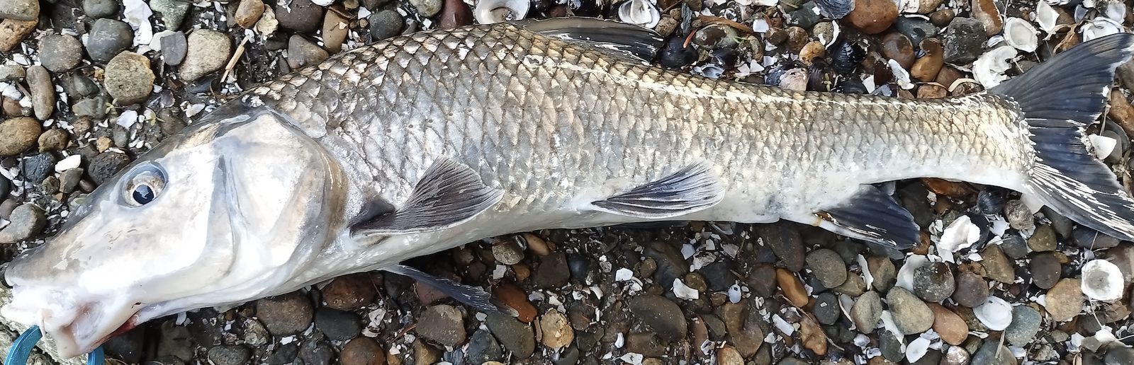 河川で釣れたニゴイ。とがって前に突き出した口と、細長い体