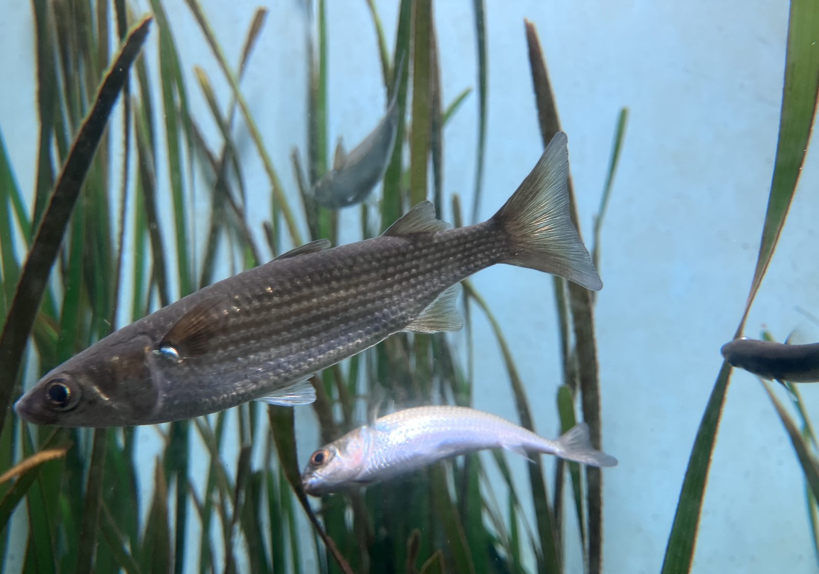 アマモの葉に口を寄せるボラ